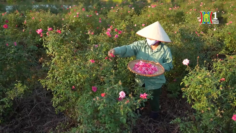 Nông thôn mới, mở hướng sản xuất an toàn | Nông thôn mới Hà Nội | 13/12/2025