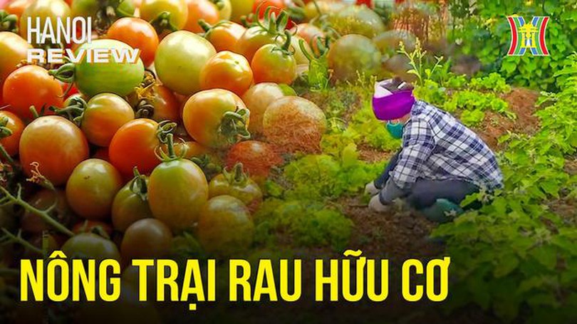 Rau hữu cơ và xu hướng 'sống xanh, ăn lành' | Hà Nội Reviews | 01/03/2024
