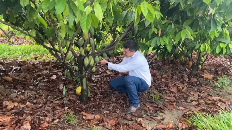 Người đàn ông Brazil mơ ước trở thành 'vua ngành cacao'