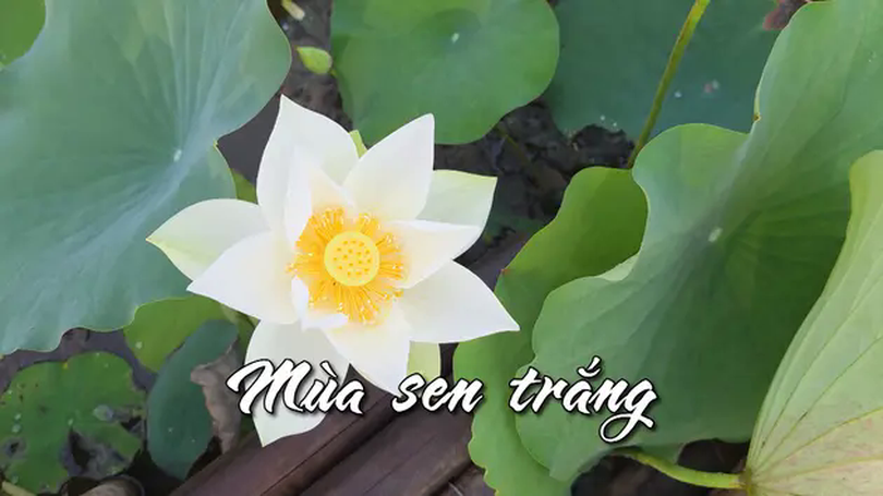 Mùa sen trắng | Nhịp sống Hà Nội | 01/06/2025