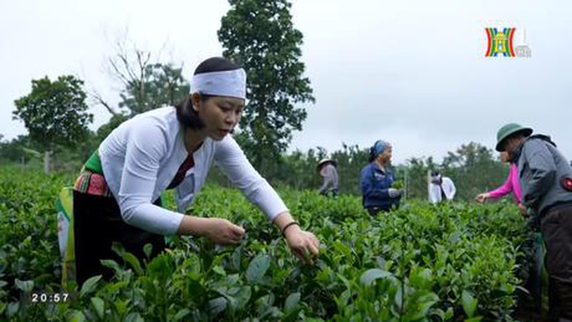 Một ngày của những người hái chè