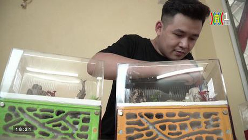 Độc lạ thú chơi nuôi kiến cảnh