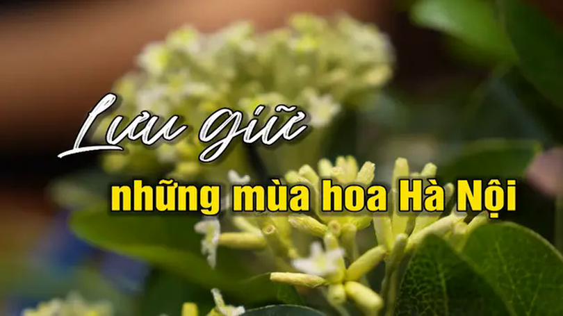 Lưu giữ những mùa hoa Hà Nội | Người Hà Nội | 04/05/2025