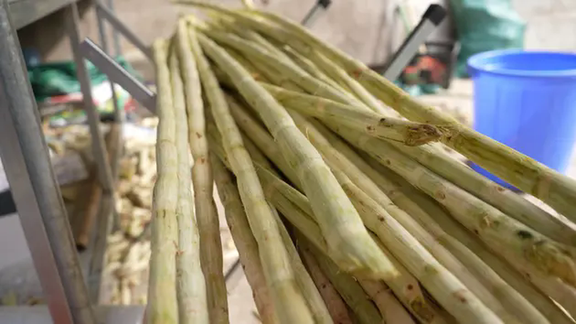 Hành trình nước mía