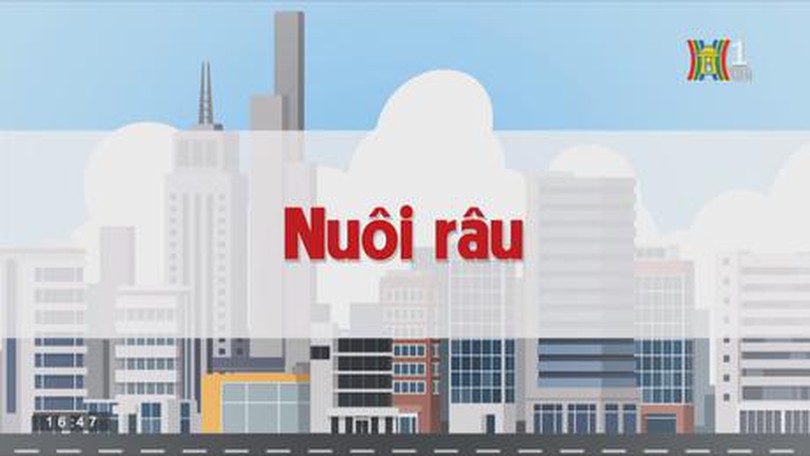 Nuôi râu | Chuyện quanh ta | tập 157 | 03/10/2023