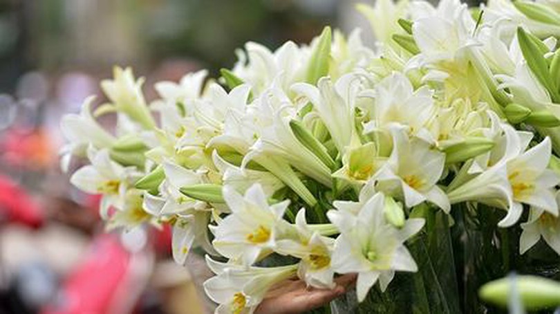 Hà Nội mùa hoa loa kèn về phố
