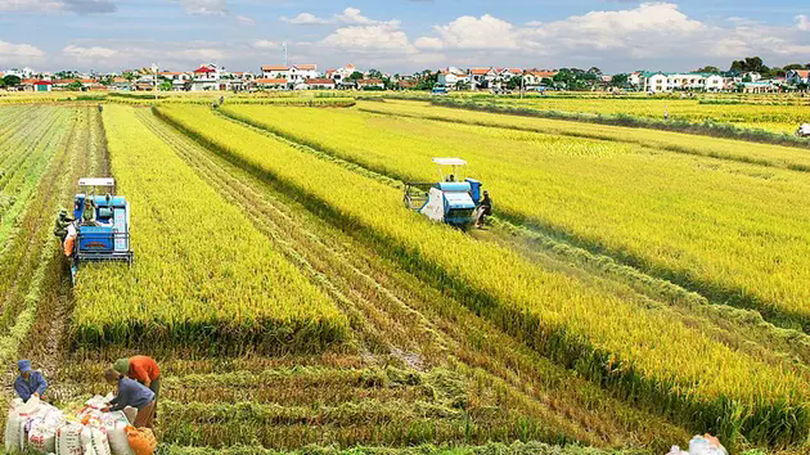 Ứng dụng tiến bộ kỹ thuật vào sản xuất lúa | Nông nghiệp Nông thôn | 03/04/2025