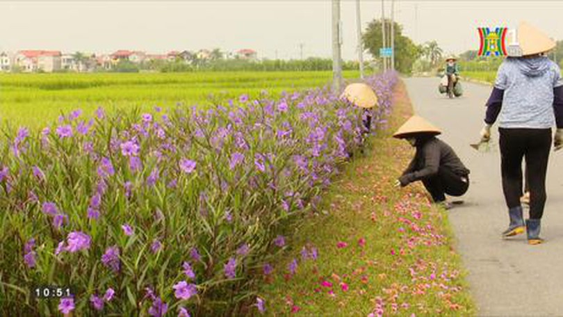 Những con đường hoa