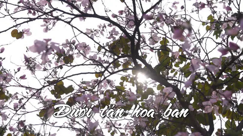 Dưới tán hoa ban | Nhịp sống Hà Nội | 05/03/2025