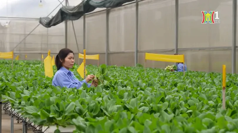 Sản xuất nông nghiệp trong bối cảnh đô thị hóa | Nông nghiệp đô thị | 05/05/2024