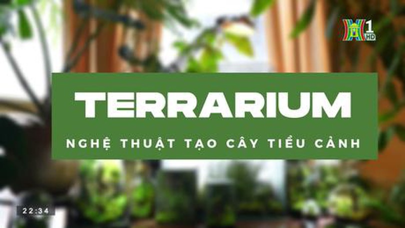 Nghệ thuật tạo cây tiểu cảnh | HANOI review | 06/07/2023