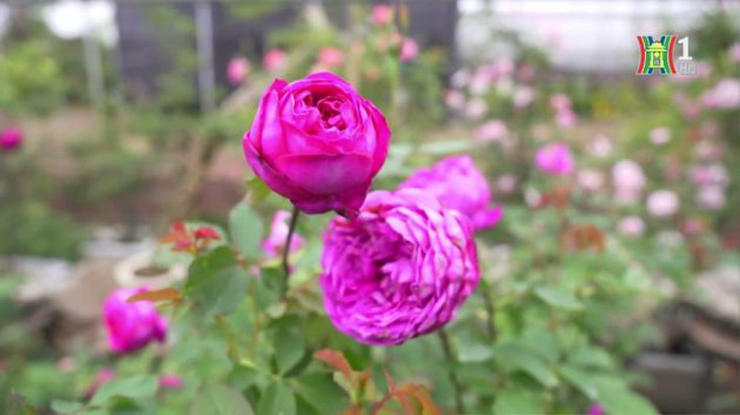 Người dân Mê Linh chuẩn bị hoa hồng cho vụ Tết