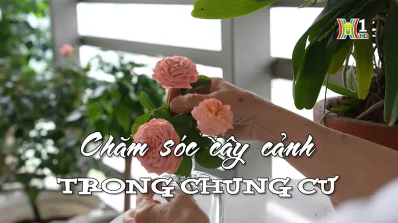 Chăm sóc cây cảnh trong chung cư | Nhịp sống Hà Nội | 07/05/2024