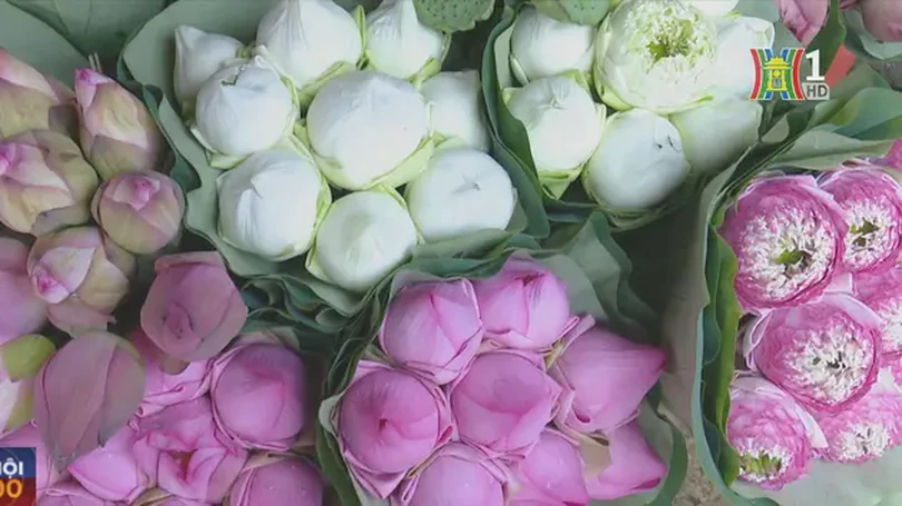 Hà Nội mùa sen trăm cánh