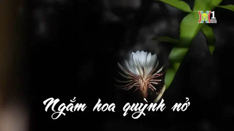 Ngắm hoa quỳnh nở | Nhịp sống Hà Nội | 07/07/2024