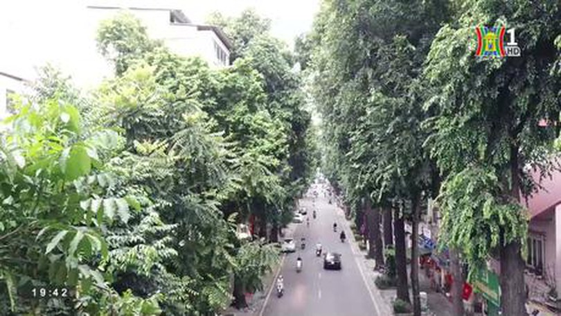 Hàng cây trăm tuổi trên phố Lò Đúc