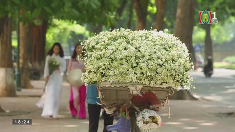 Mùa cúc họa mi về trên phố