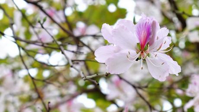 Hoa ban khoe sắc giữa lòng Hà Nội