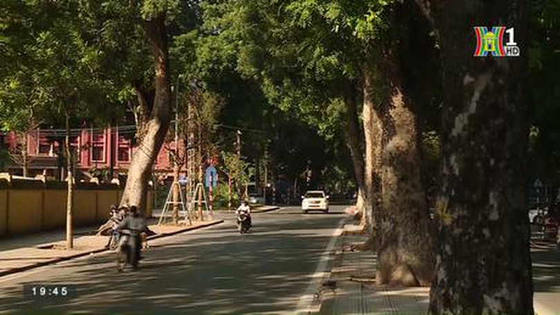 Những con đường rợp bóng mát