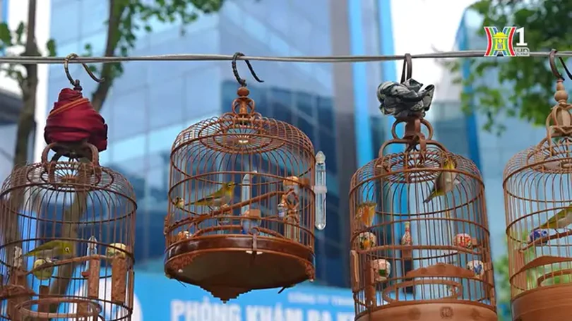 Thú vui uống trà đá, ngắm chim hót