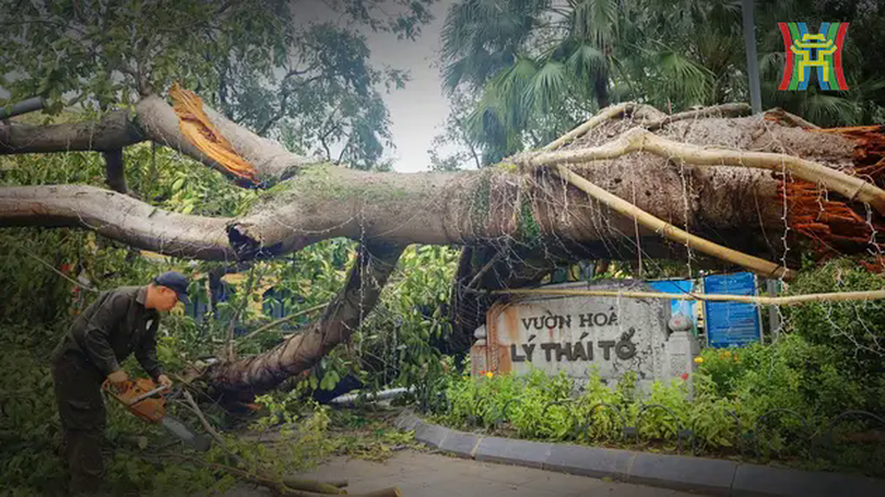 Cây xanh Hà Nội