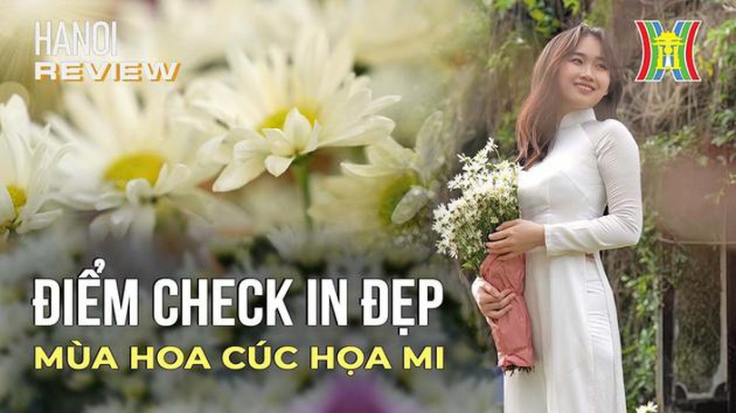 Điểm check-in đẹp quên lối về trong mùa cúc họa mi| Hanoi Review| 9/11/2023