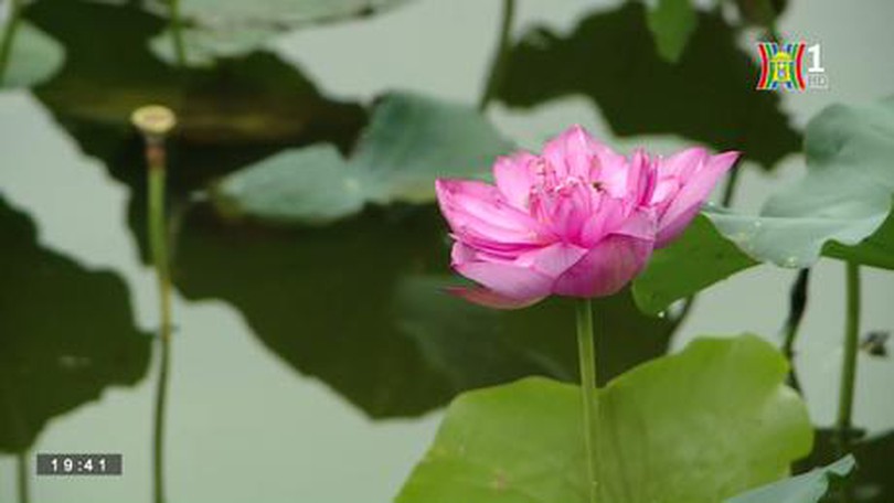 Vẻ đẹp sen hồ Tây đầu mùa