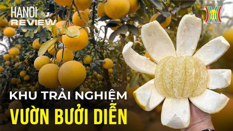 Hái bưởi Diễn tại vườn, check-in 'mỏi tay' chỉ với 50k | Hà Nội Reviews | 11/01/2023