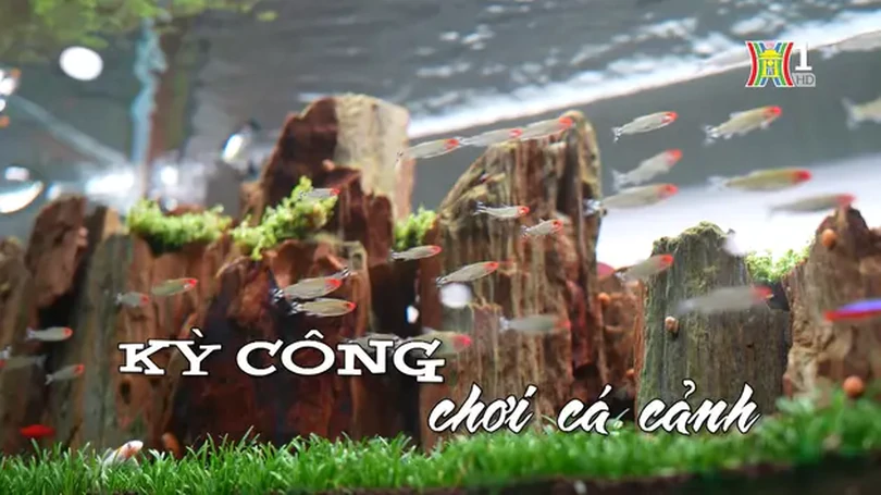 Kỳ công chơi cá cảnh | Nhịp sống Hà Nội | 11/05/2024