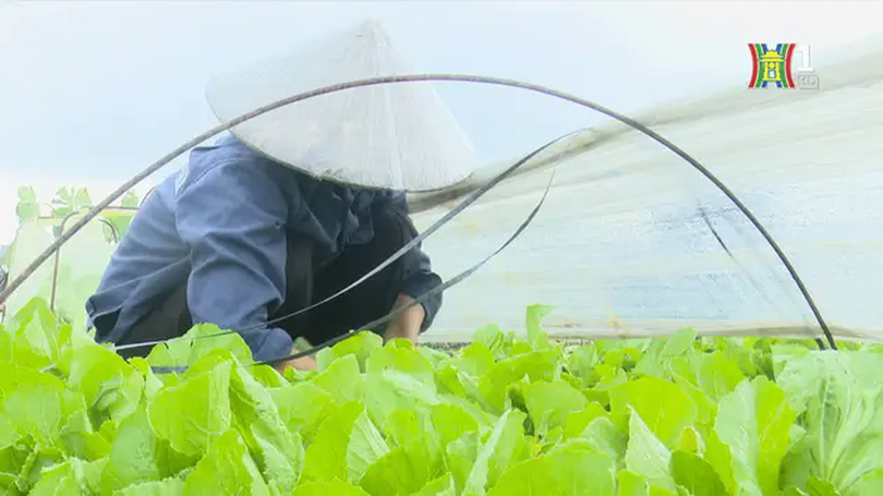 Thiệt hại 40%, Mê Linh vẫn đủ rau cho Hà Nội