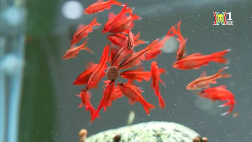 Chơi cá cảnh, thú chơi tao nhã của người Hà Nội