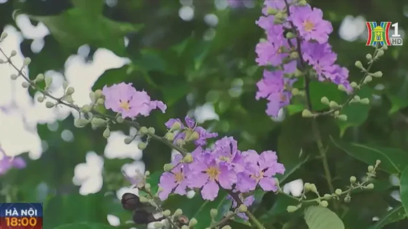 Sắc tím tháng Năm