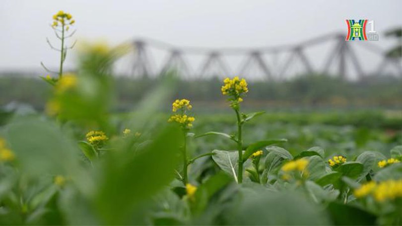Trồng rau xanh trên bãi giữa sông Hồng