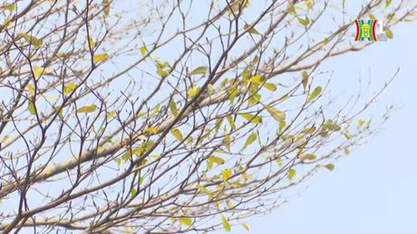 Hà Nội mùa thay lá