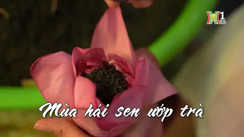 Mùa hái sen ướp trà | Nhịp sống Hà Nội | 13/06/2024