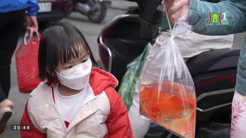 Tục thả cá chép Tết ông Công, ông Táo