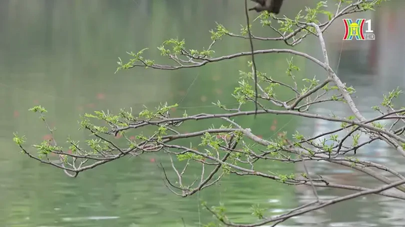 Mầm non lá mới