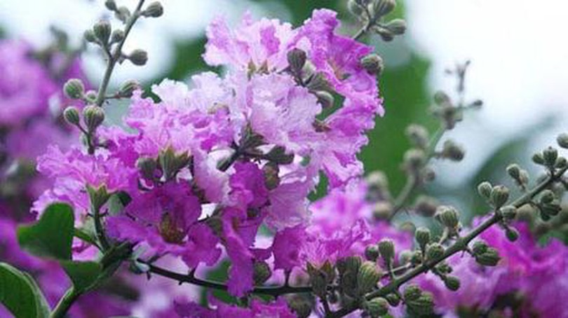 Hoa bằng lăng tím sắc phố phường Hà Nội
