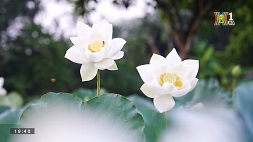 Sen trắng tinh khôi giữa ngày hè