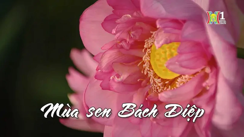 Mùa sen Bách Diệp | Nhịp sống Hà Nội | 14/07/2024