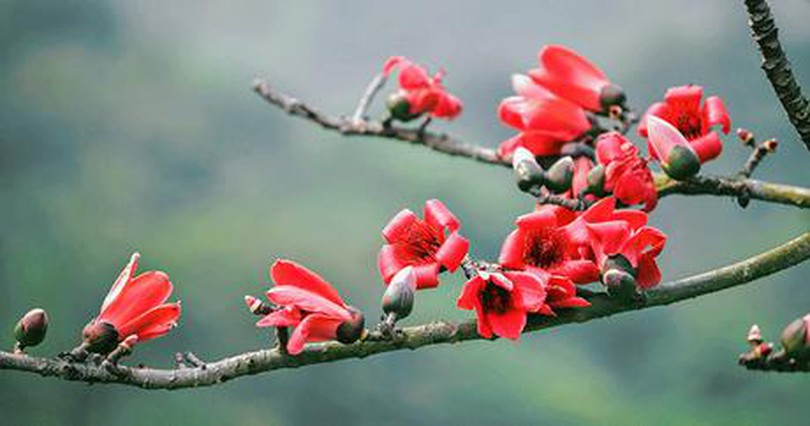 Hà Nội mùa hoa gạo nở