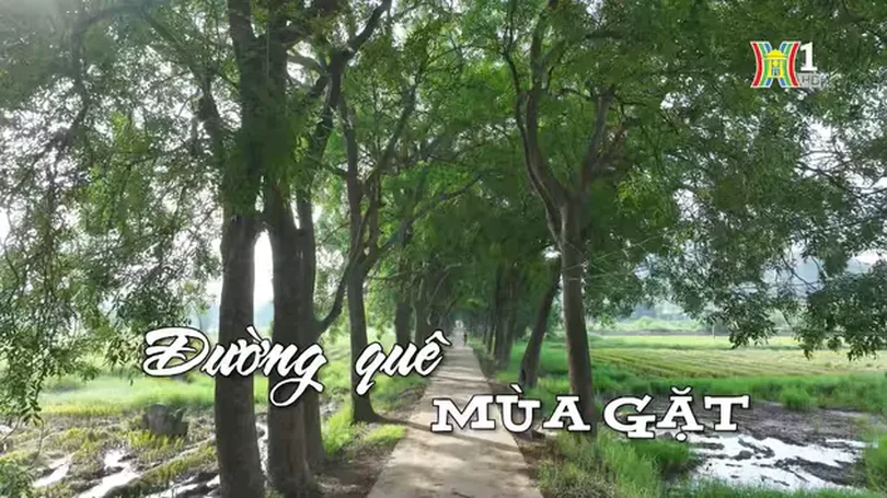 Đường quê mùa gặt | Nhịp sống Hà Nội | 16/06/2024