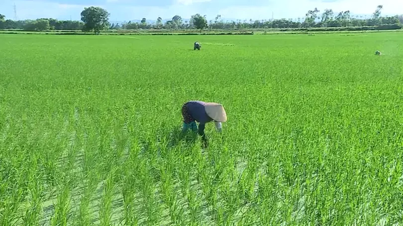 Chủ động phòng chống dịch bệnh vụ xuân
