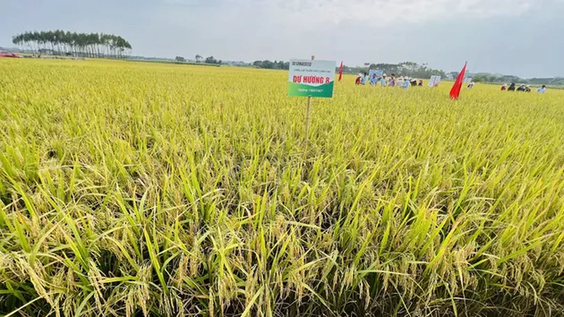 Mùa vàng trên cánh đồng ở Hà Nội