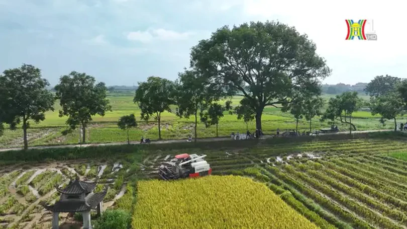 Nông dân ra đồng trên con đường rợp bóng xà cừ