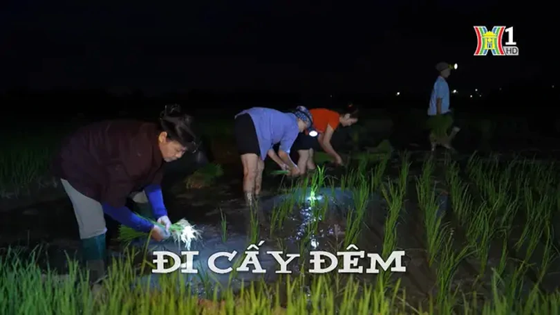 Đi cấy đêm | Nhịp sống Hà Nội | 17/07/2024