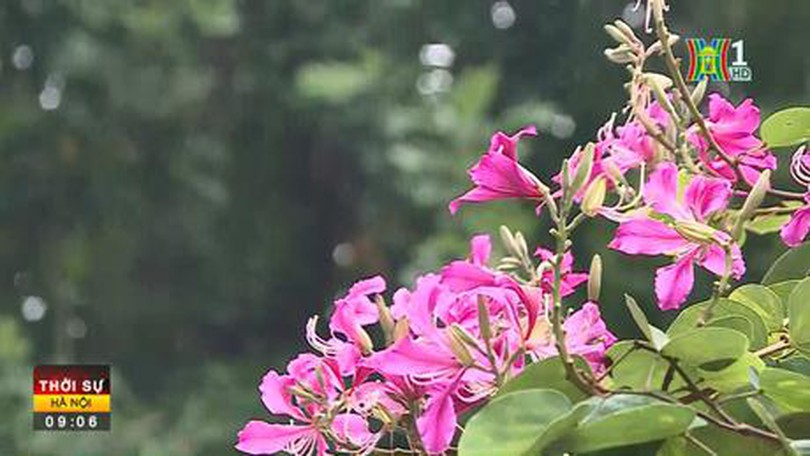 Hoa ban khoe sắc trên đường phố Hà Nội