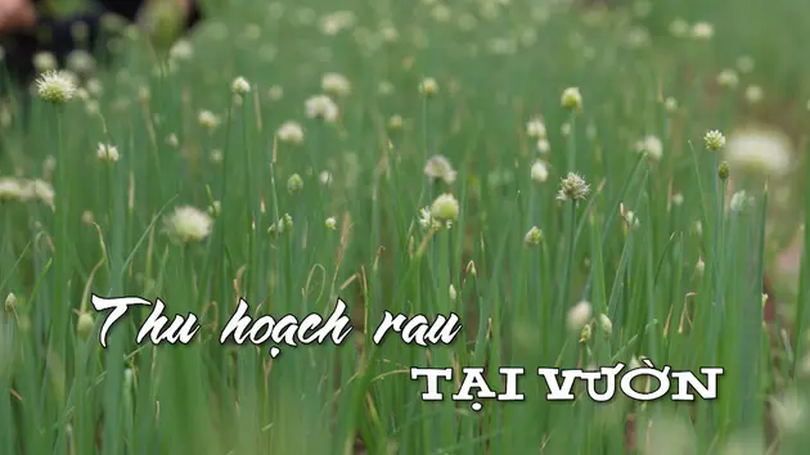 Thu hoạch rau tại vườn | Nhịp sống Hà Nội | 18/03/2025