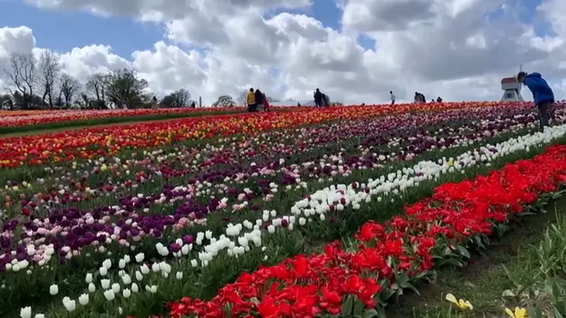 1,5 triệu bông hoa tulip nở rộ tại miền Nam nước Anh