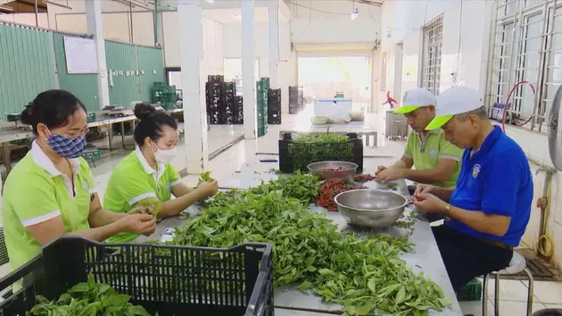 Liên kết chuỗi sản xuất - tiêu thụ để đảm bảo ATTP